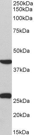 DUSP6/MKP3 Antibody