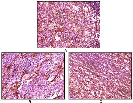 Dynamin-1 Antibody