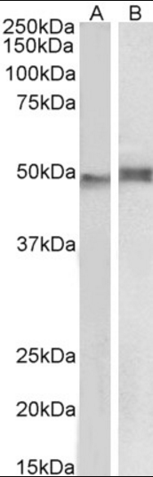 NCF1/p47phox Antibody