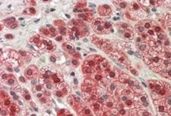 MAX Antibody