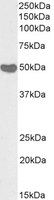 Goat anti-AIBZIP / CREB3L4, Biotinylated Antibody