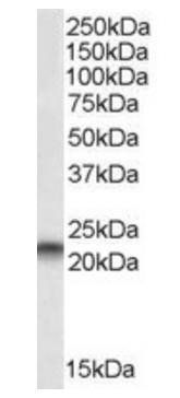 PEBP1 Antibody