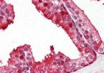 PEBP1 Antibody
