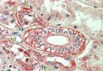 Flotillin 1 Antibody
