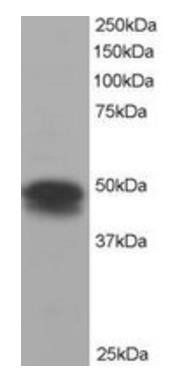 Flotillin 1 Antibody