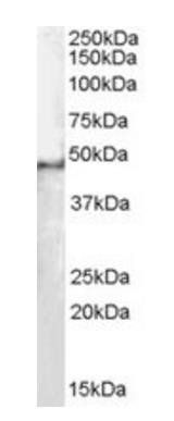 SF3B4/SAP49 Antibody