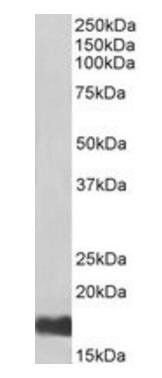 UBE2I, Biotinylated Antibody