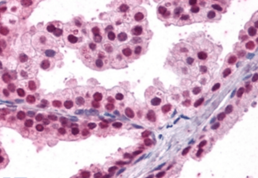 FOXA2/HNF3B Antibody