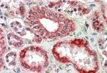 Goat anti-RANBP1 Antibody