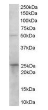Goat anti-Prostaglandin dehydrogenase 1 Antibody