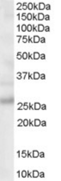Goat anti-PCSK9 (C Terminus) Antibody