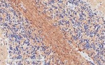 SNAP25 Antibody