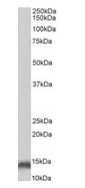 Goat anti-Parvalbumin, biotinylated Antibody