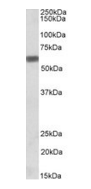 Osteopontin/SPP1 Antibody