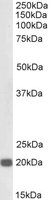 Kinesin 1/UKHC, Biotinylated Antibody