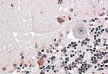 PRODH Antibody