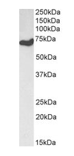 Histone Deacetylase 1 Antibody