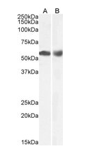 Histone Deacetylase 1 Antibody