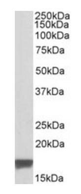 Goat anti-TSPO / PBR (isoform) Antibody