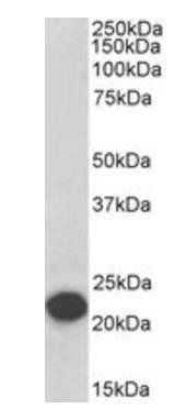 PEBP1/RKIP (Internal), Biotinylated Antibody