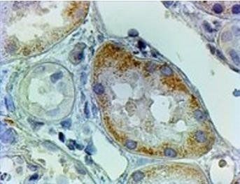 Goat anti-AADAT (int.) Antibody