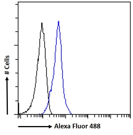 Goat anti-IFNAR2 Antibody