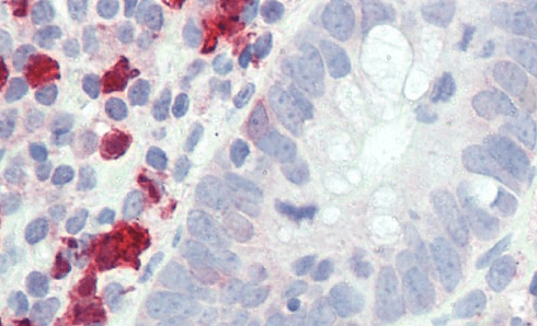 GCH1 Antibody