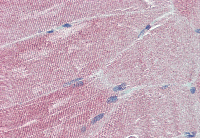 IGFBP6 Antibody