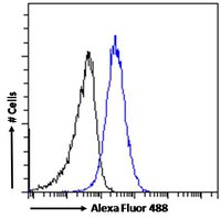 Goat anti-MRP8 / ABCC11 Antibody