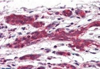 DAGLA Antibody