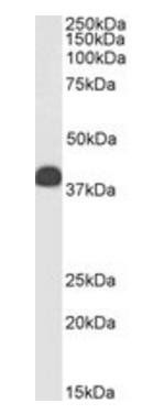Goat anti-Clusterin / ApoJ (mouse) Antibody
