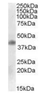 MEIS1 Antibody