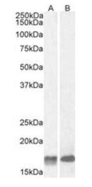 GAL Antibody