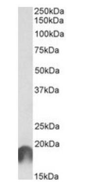 Goat anti-ANAPC11 Antibody