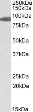 Aconitase 2 (aa541-555), Biotinylated Antibody