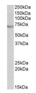 Goat anti-BIRC3 (aa 109 -118) Antibody