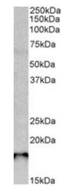 Sap30l (mouse) Antibody