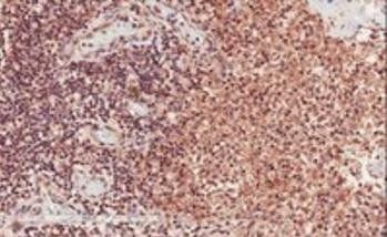 Goat anti-CD28 Antibody