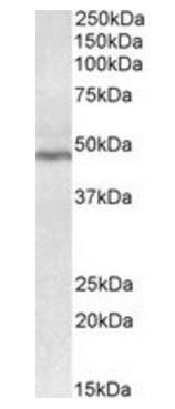 Goat anti-CD28 Antibody