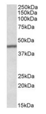 Goat anti-TFB2M Antibody