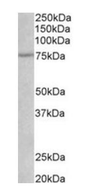 p75NTR/CD271 (aa202-215) Antibody