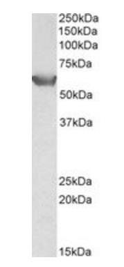 SLC22A3 (aa321-335) Antibody