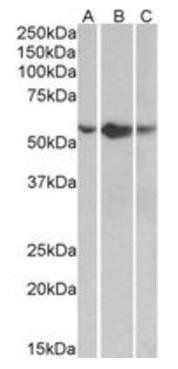 TNFRSF1A/TNFR1 Antibody