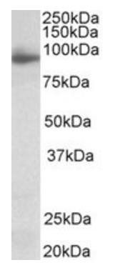 NLGN4X (aa51-65) Antibody