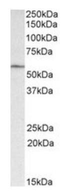GLP-1-R (mouse) Antibody