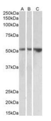 Goat anti-TIM-1 Antibody