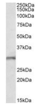 Fgf14 (mouse N terminus) Antibody