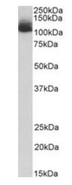 Goat anti-Nlrp12 (mouse) Antibody