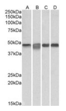 Goat anti-MAP2K2 / MEK2 Antibody