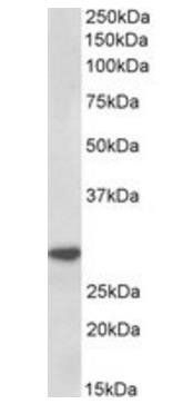 Goat anti-IL-1 beta Antibody